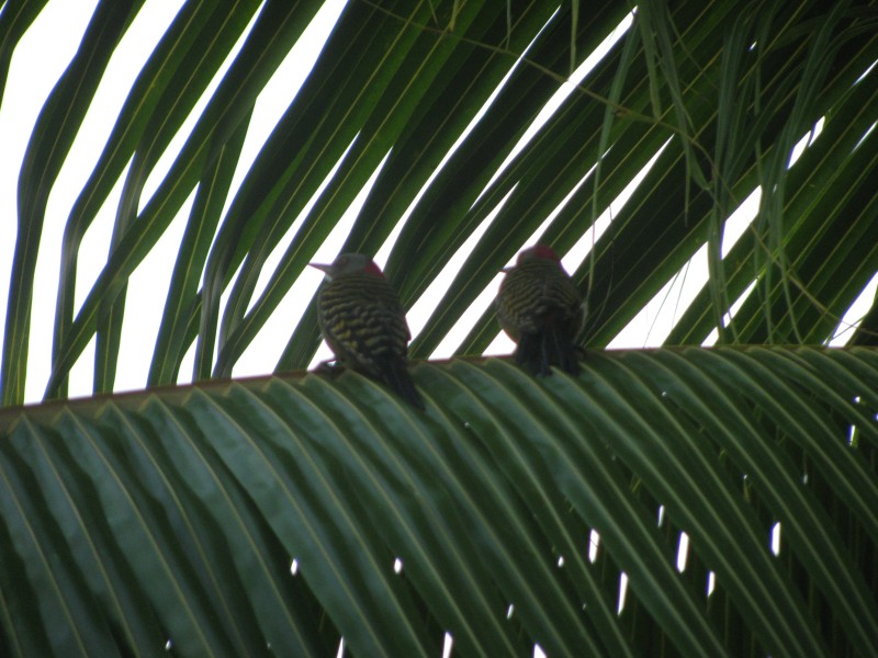 Dominican Republic 247.jpg